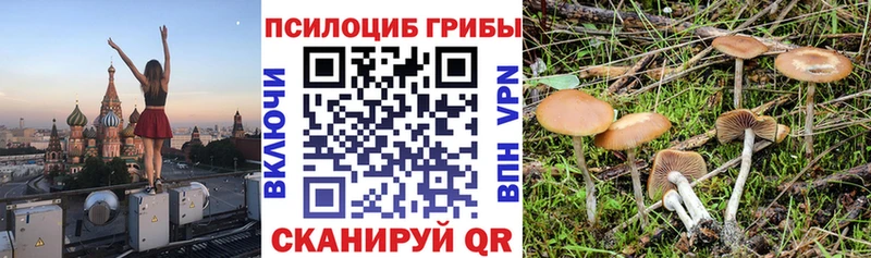 даркнет сайт  ОМГ ОМГ   Псилоцибиновые грибы MAGIC MUSHROOMS  Терек 